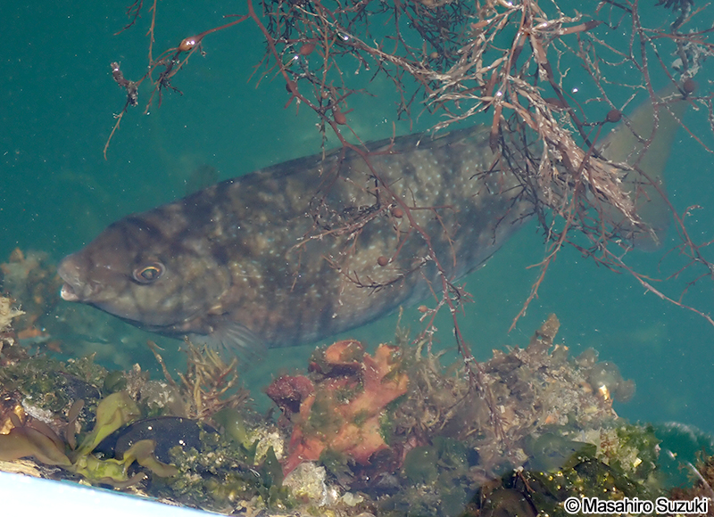 アイゴ Siganus fuscescens