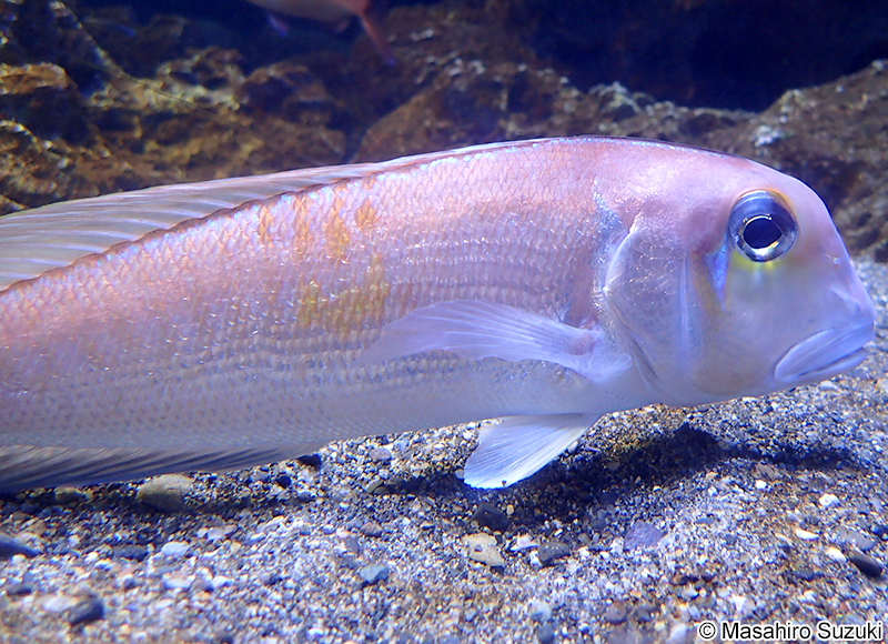 アカアマダイ Branchiostegus japonicus