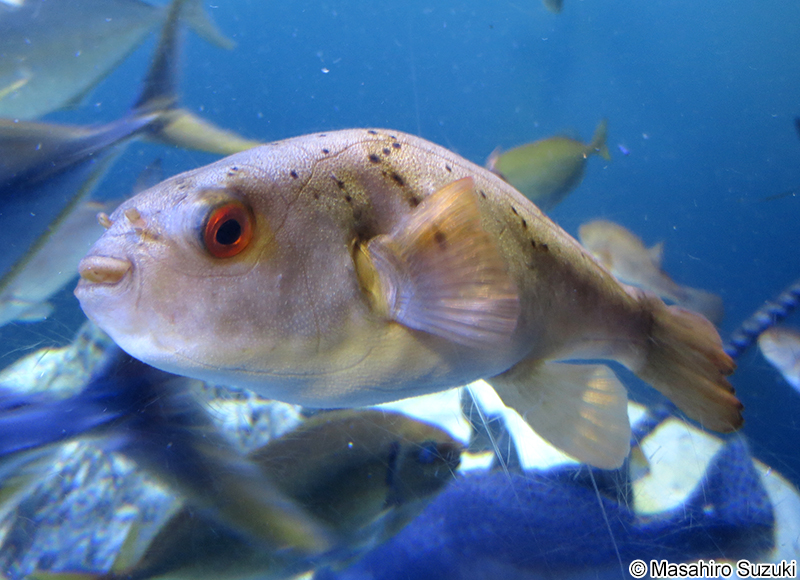 アカメフグ Takifugu chrysops