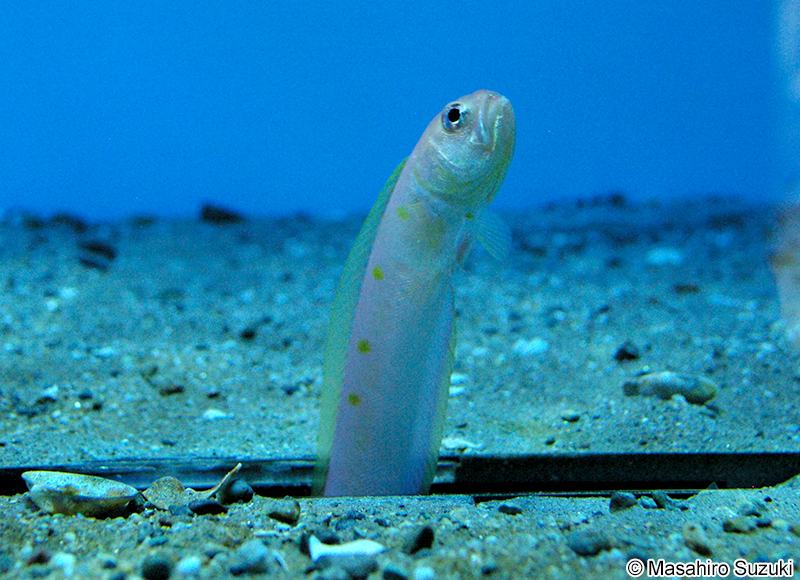 アカタチ Acanthocepola krusensternii