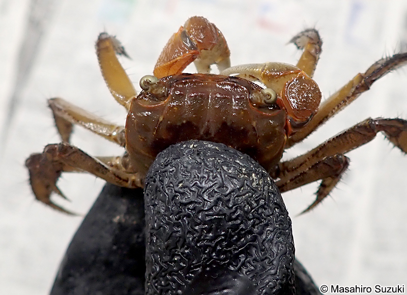 アカテガニ Chiromantes haematocheir