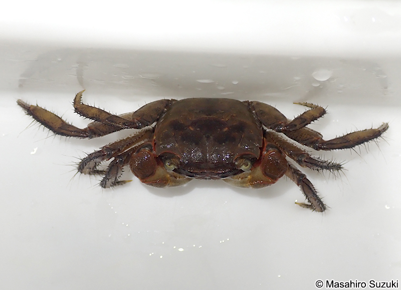 アカテガニ Chiromantes haematocheir