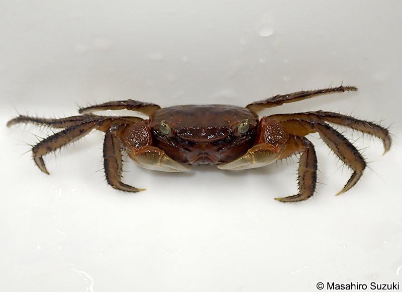 アカテガニ Chiromantes haematocheir