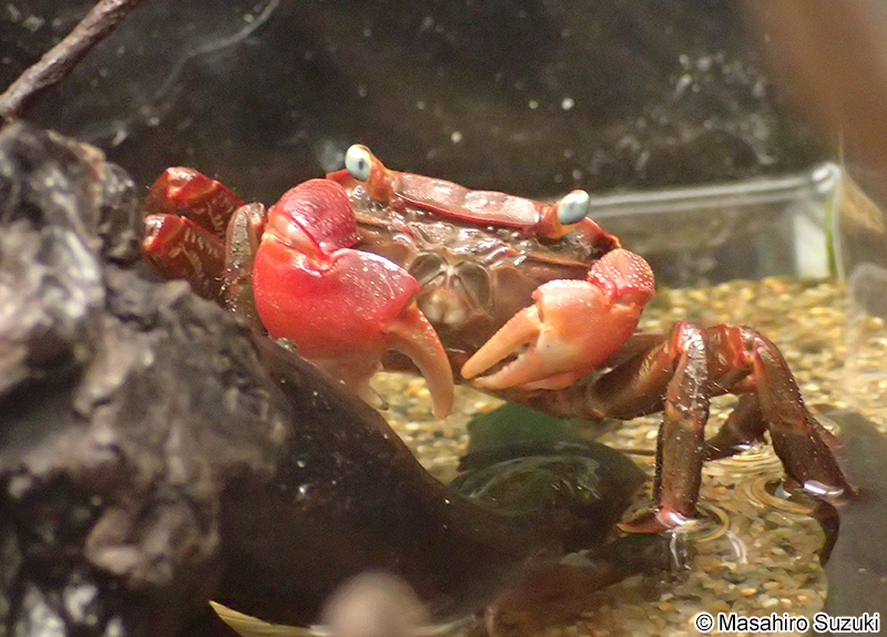 アカテガニ Chiromantes haematocheir