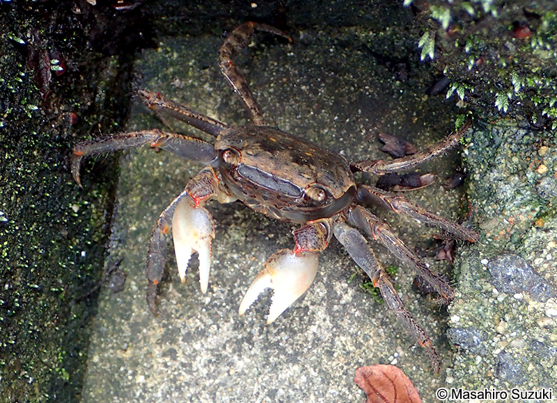 アカテガニ Chiromantes haematocheir