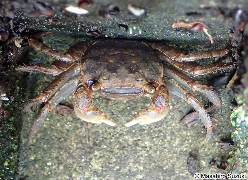 アカテガニ Chiromantes haematocheir