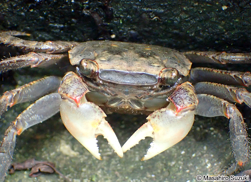 アカテガニ Chiromantes haematocheir