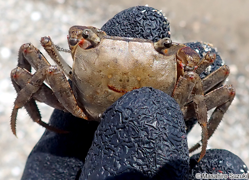 アカテガニ Chiromantes haematocheir