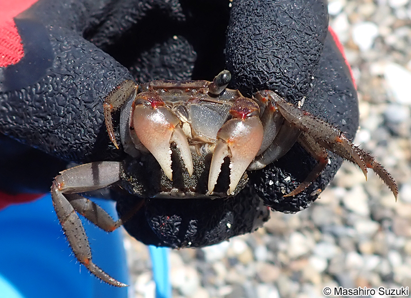 アカテガニ Chiromantes haematocheir
