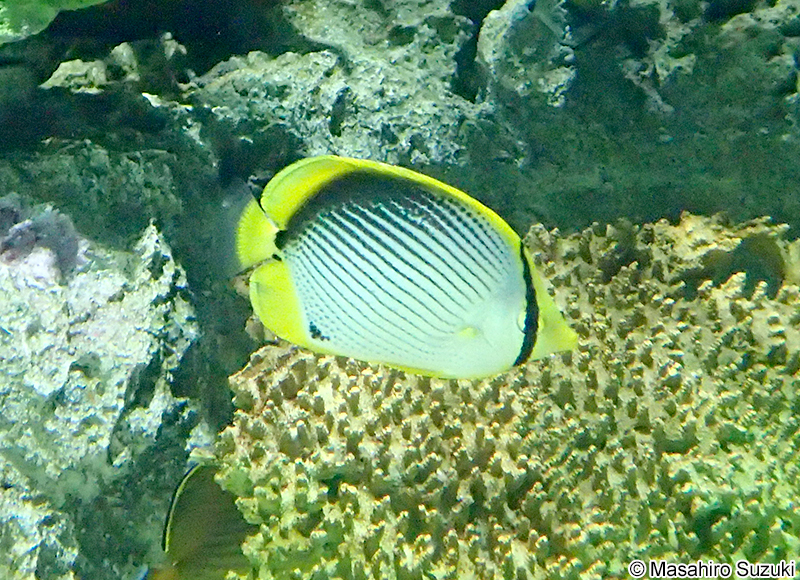 アケボノチョウチョウウオ Chaetodon melannotus