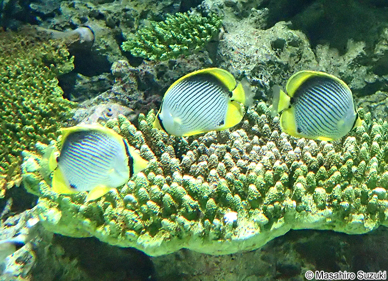 アケボノチョウチョウウオ Chaetodon melannotus