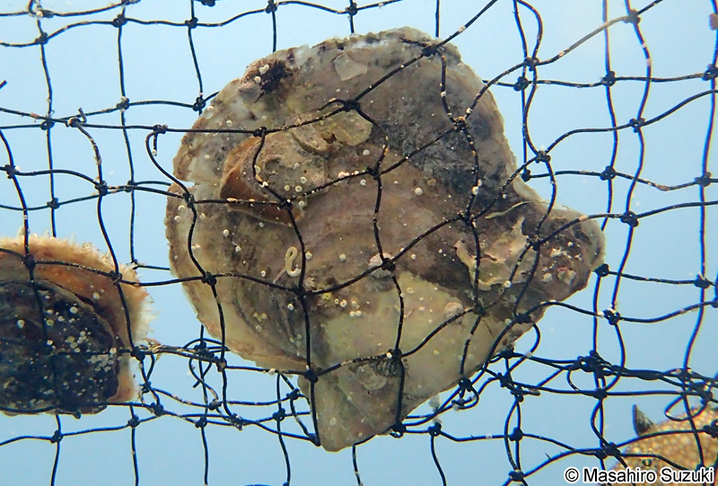 アコヤガイ Pinctada fucata