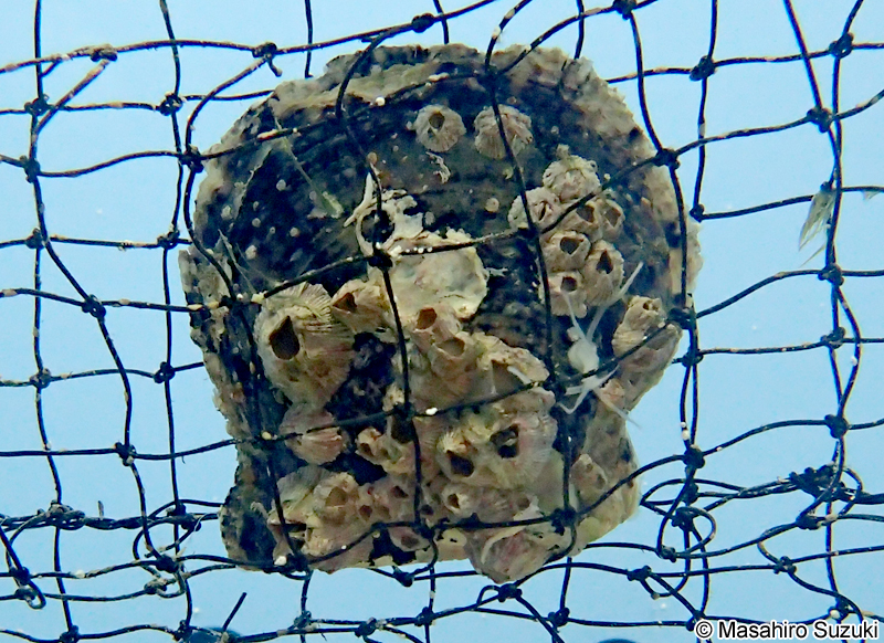 アコヤガイ Pinctada fucata