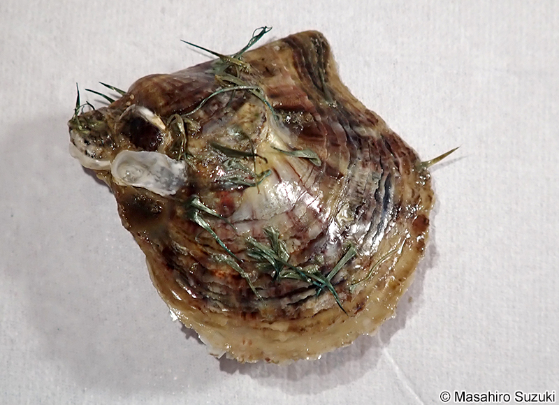 アコヤガイ Pinctada fucata