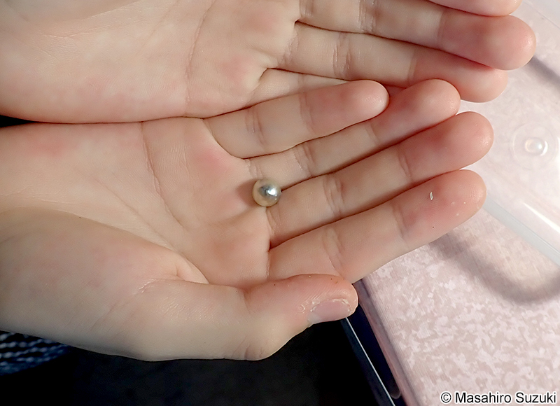 アコヤガイの真珠