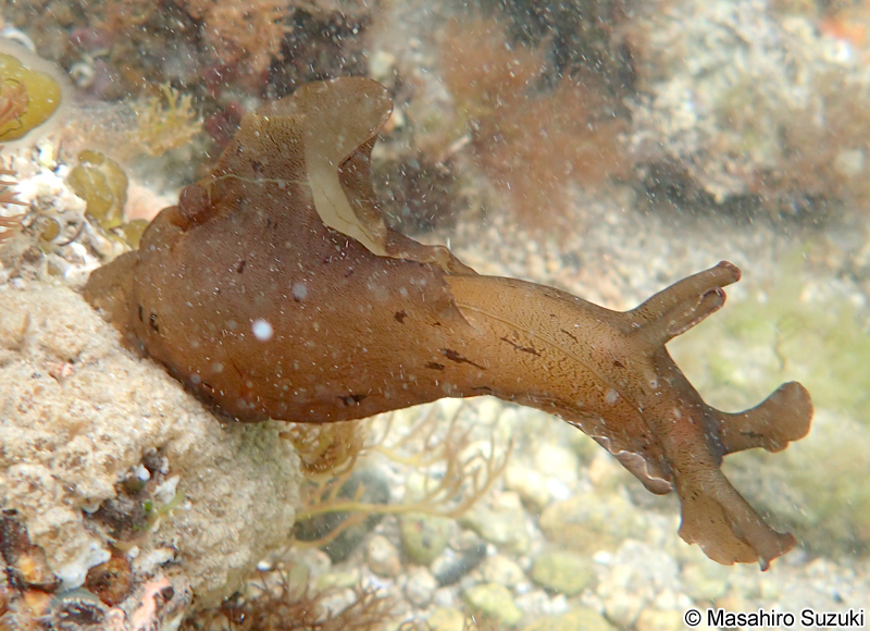 アマクサアメフラシ Aplysia juliana