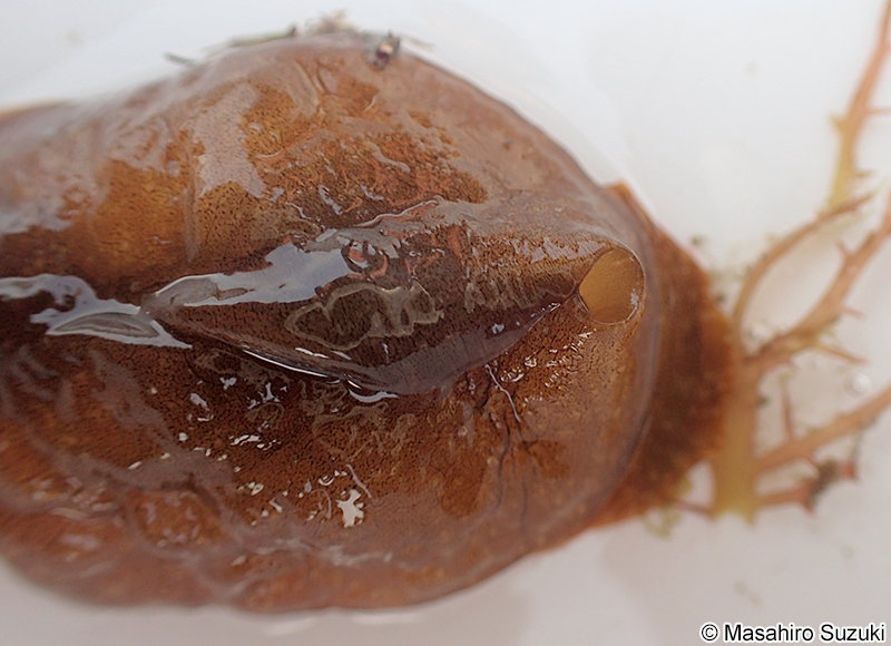 アマクサアメフラシ Aplysia juliana