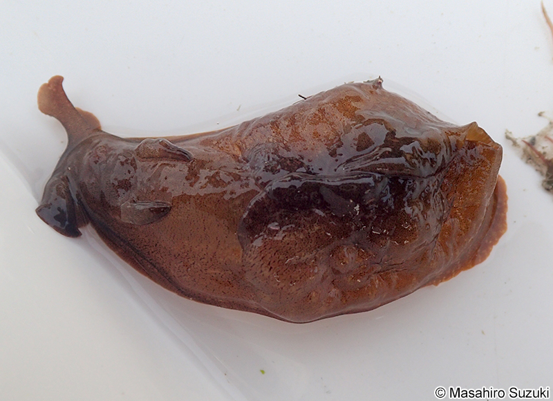 アマクサアメフラシ Aplysia juliana