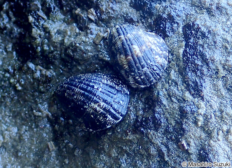 アマオブネ Nerita albicilla