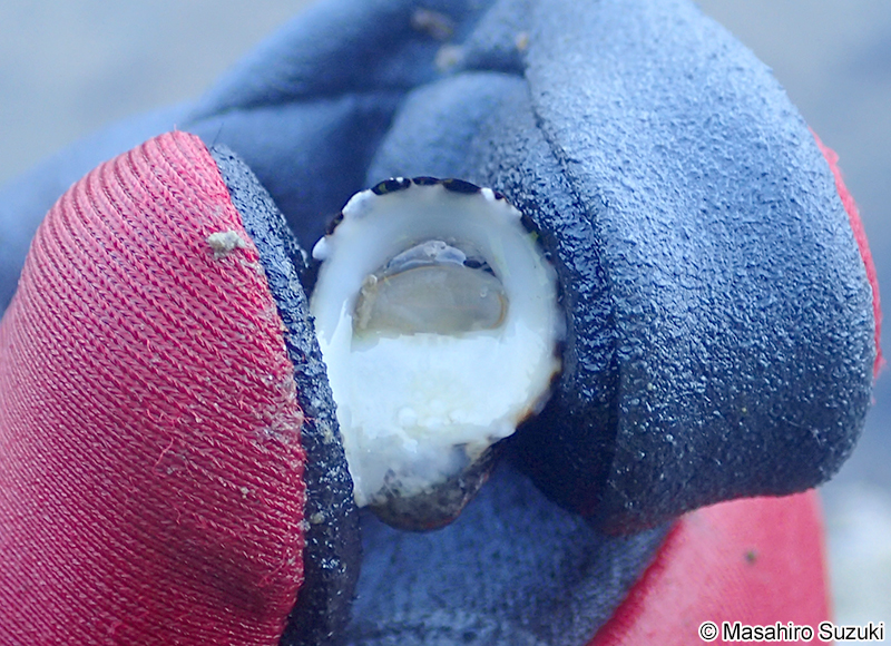 アマオブネ Nerita albicilla