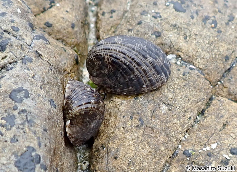 アマオブネ Nerita albicilla
