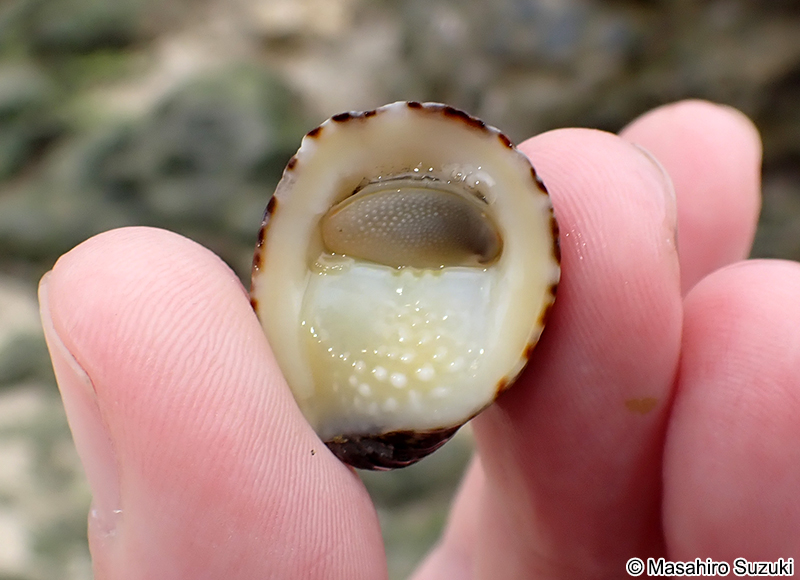 アマオブネ Nerita albicilla