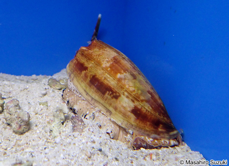 アンボイナガイ Conus geographus