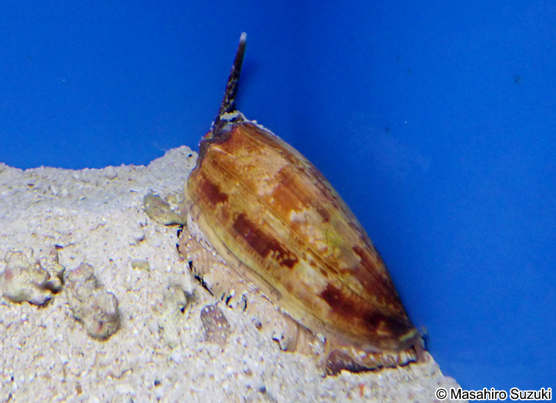 アンボイナガイ Conus geographus