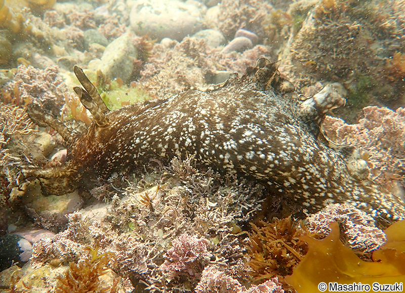 アメフラシ Aplysia kurodai