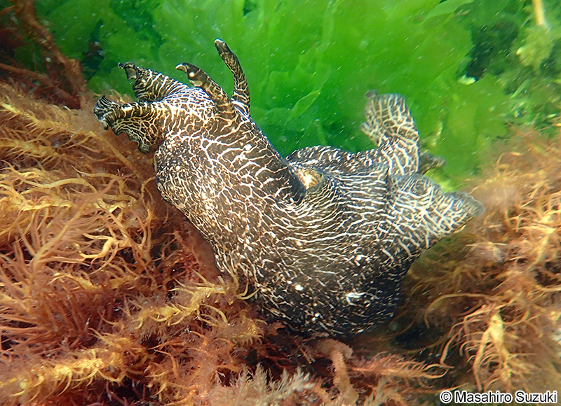 アメフラシ Aplysia kurodai