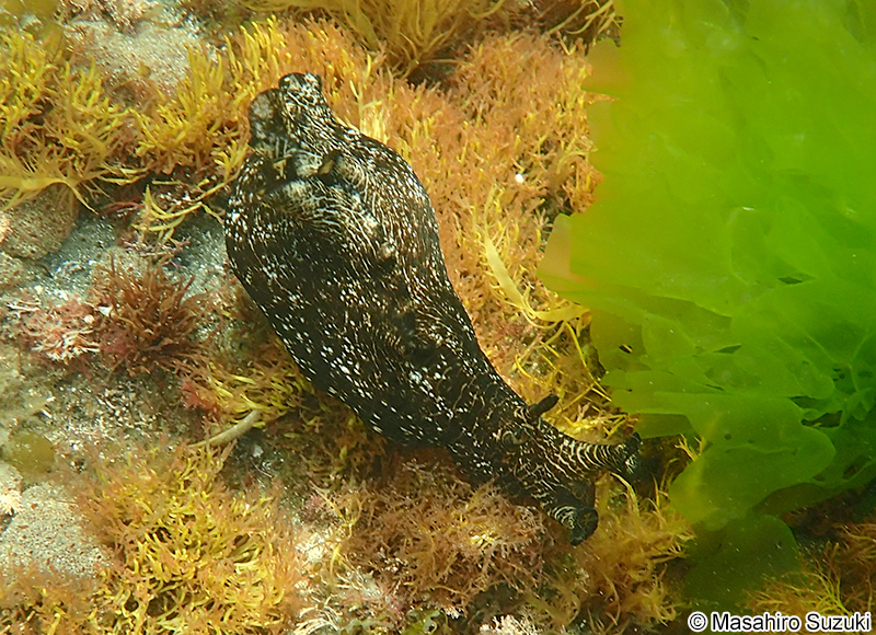 アメフラシ Aplysia kurodai