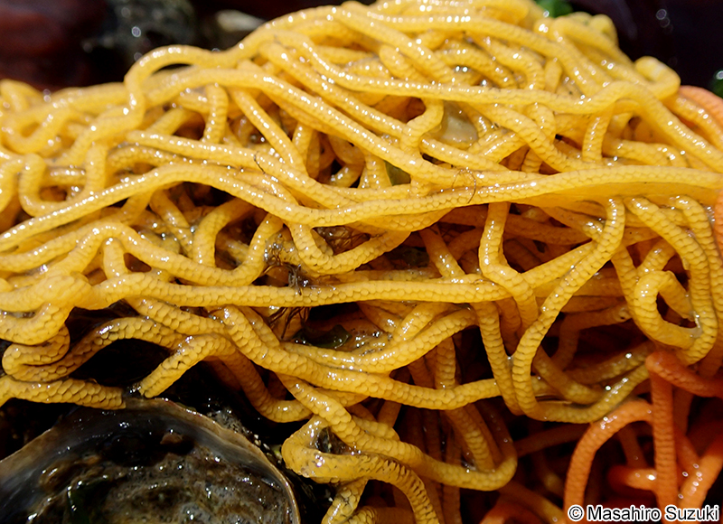 ウミソウメン（アメフラシの卵塊）