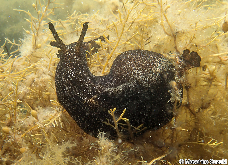 アメフラシ Aplysia kurodai