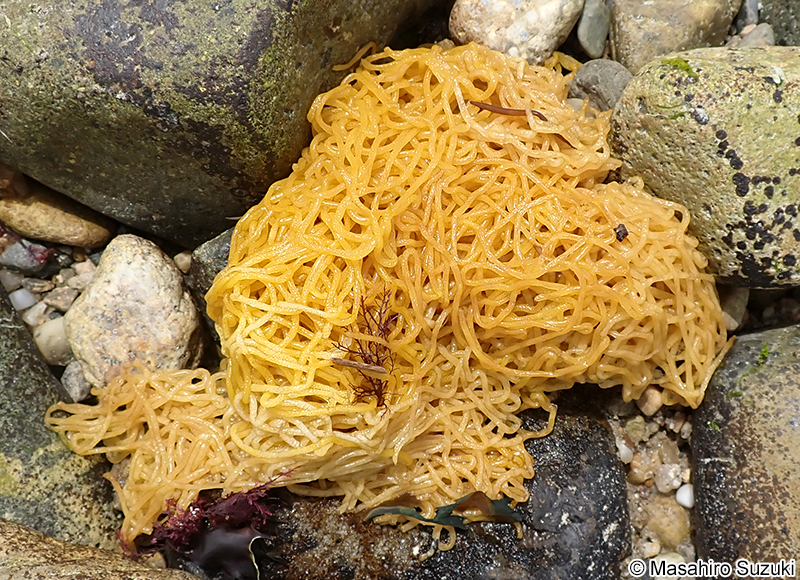 ウミソウメン（アメフラシの卵塊）