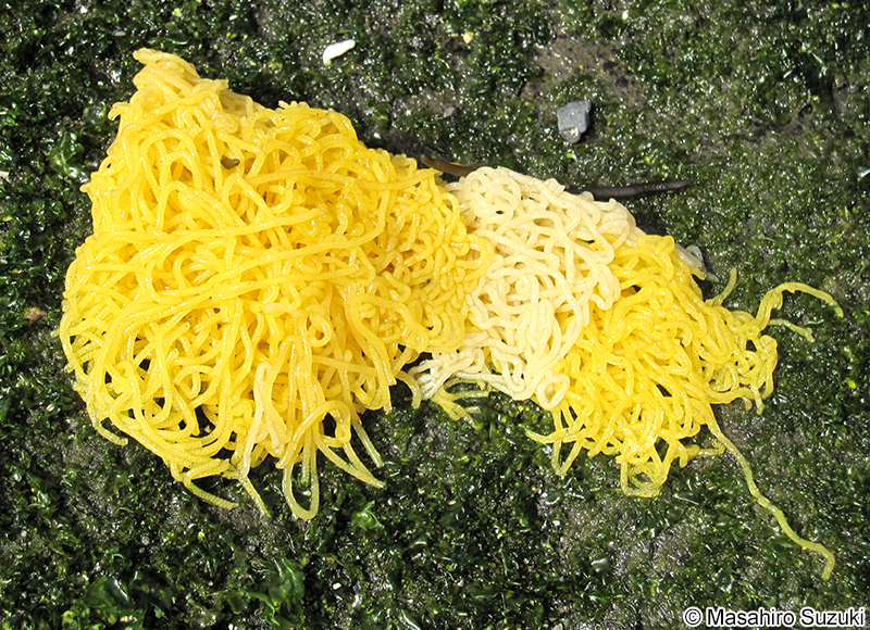 ウミソウメン（アメフラシの卵塊）