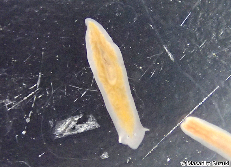 アメリカツノウズムシ Girardia dorotocephala