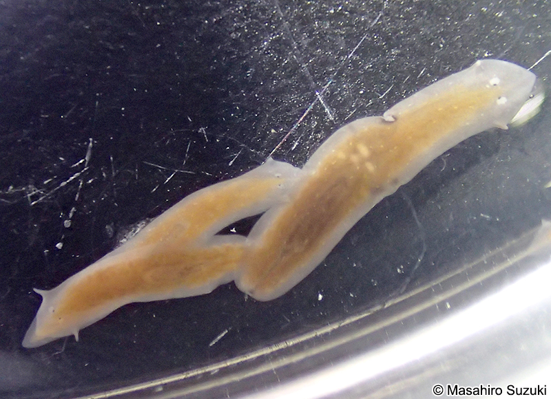 アメリカツノウズムシ Girardia dorotocephala