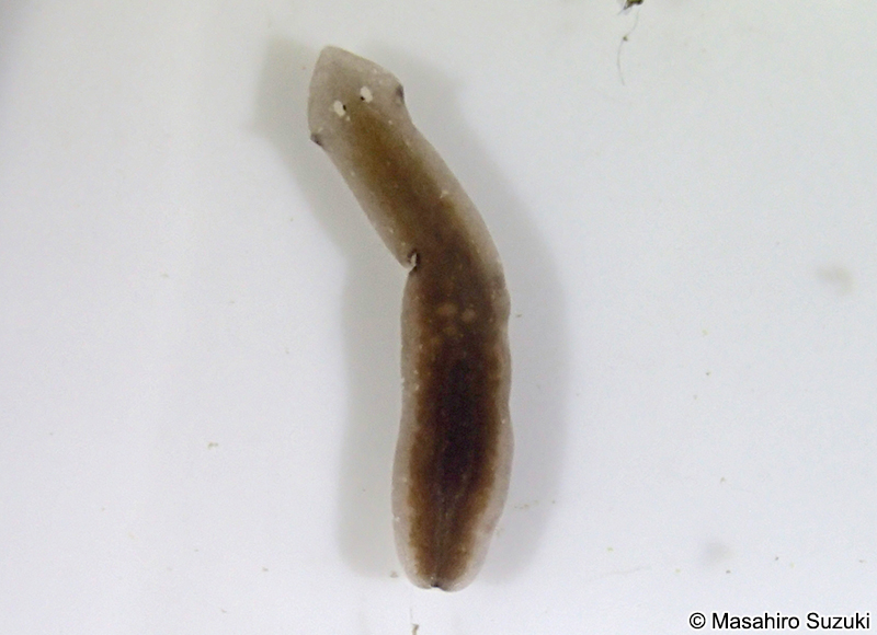 アメリカツノウズムシ Girardia dorotocephala