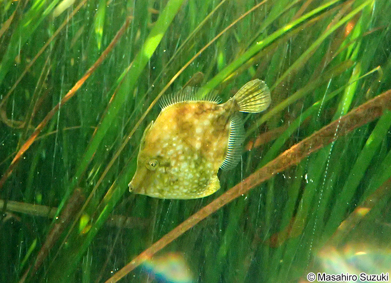 アミメハギ Rudarius ercodes