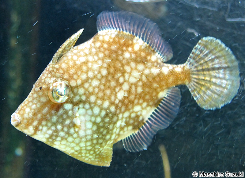 アミメハギ Rudarius ercodes