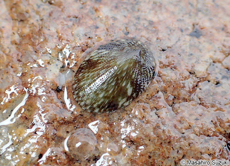 アオガイ属 Nipponacmea