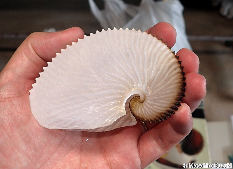 アオイガイ（カイダコ） Argonauta argo