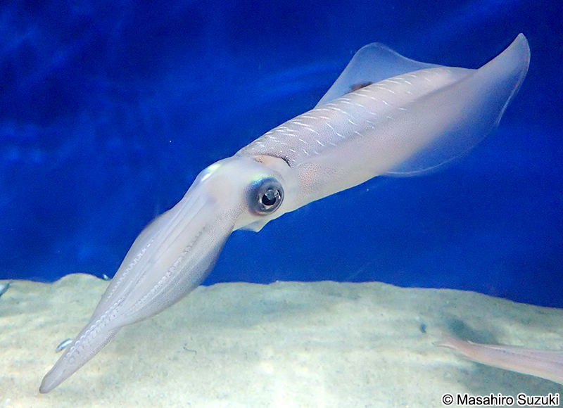 アオリイカ Sepioteuthis lessoniana