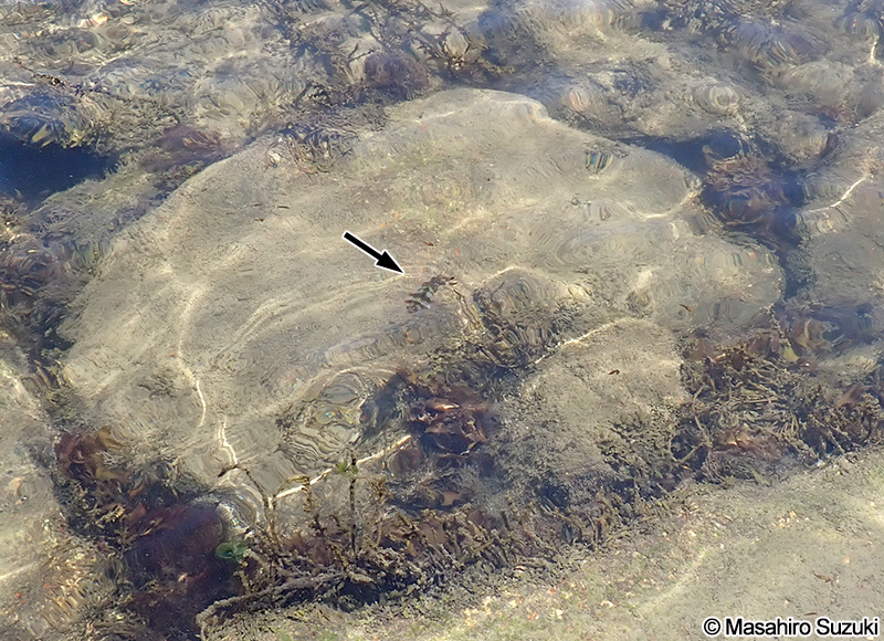 アオリイカの幼体？