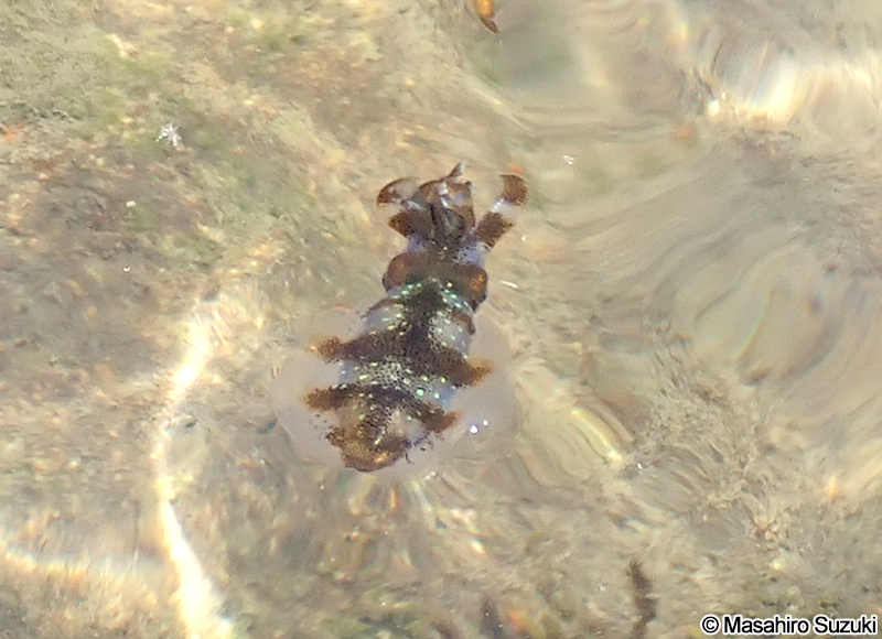 アオリイカの幼体？