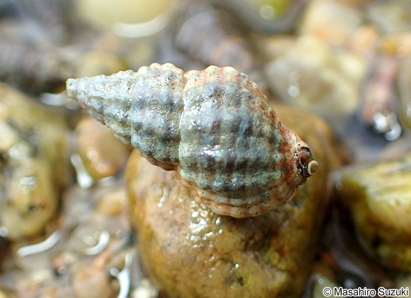 アラムシロ Nassarius festivus