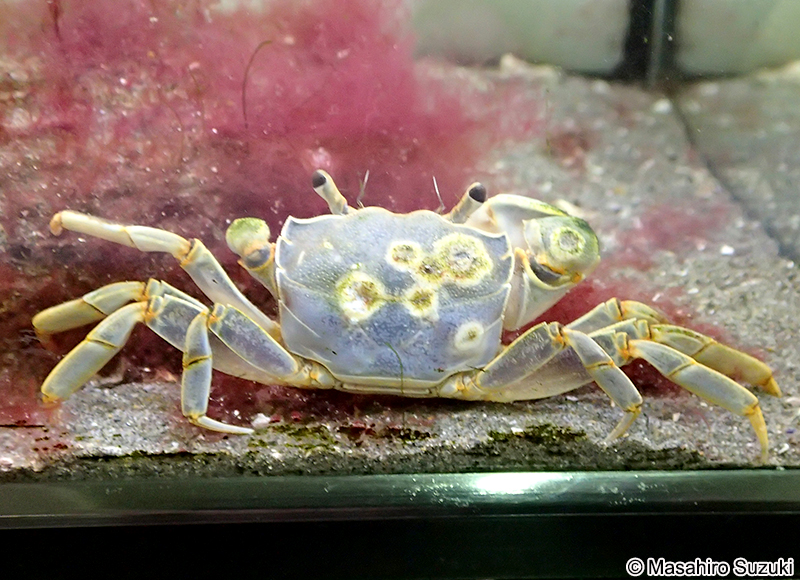 アシハラガニ Helice tridens