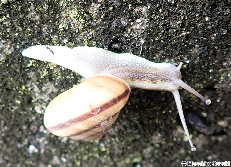 アワジマイマイ Euhadra peliomphala maritima