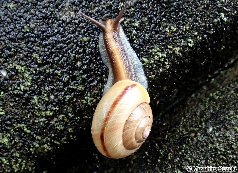 アワジマイマイ Euhadra peliomphala maritima