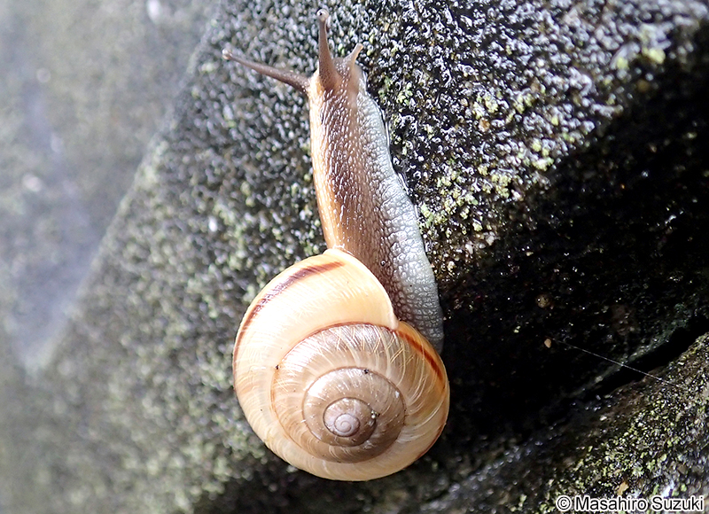 アワジマイマイ Euhadra peliomphala maritima